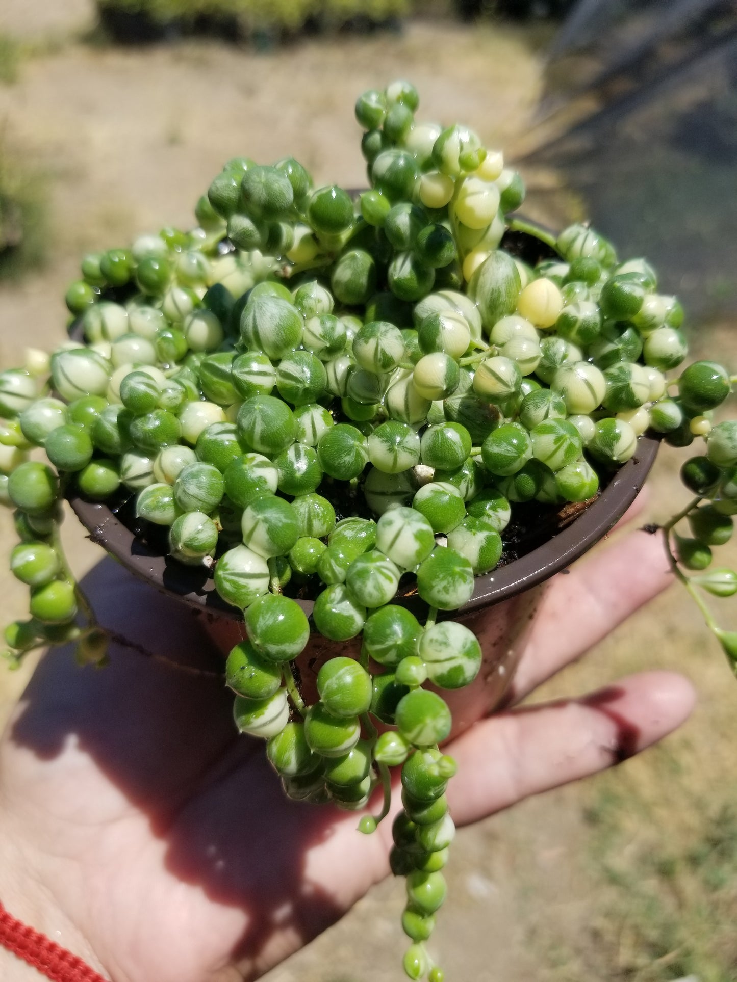 4" Variegated Strings of Pearls