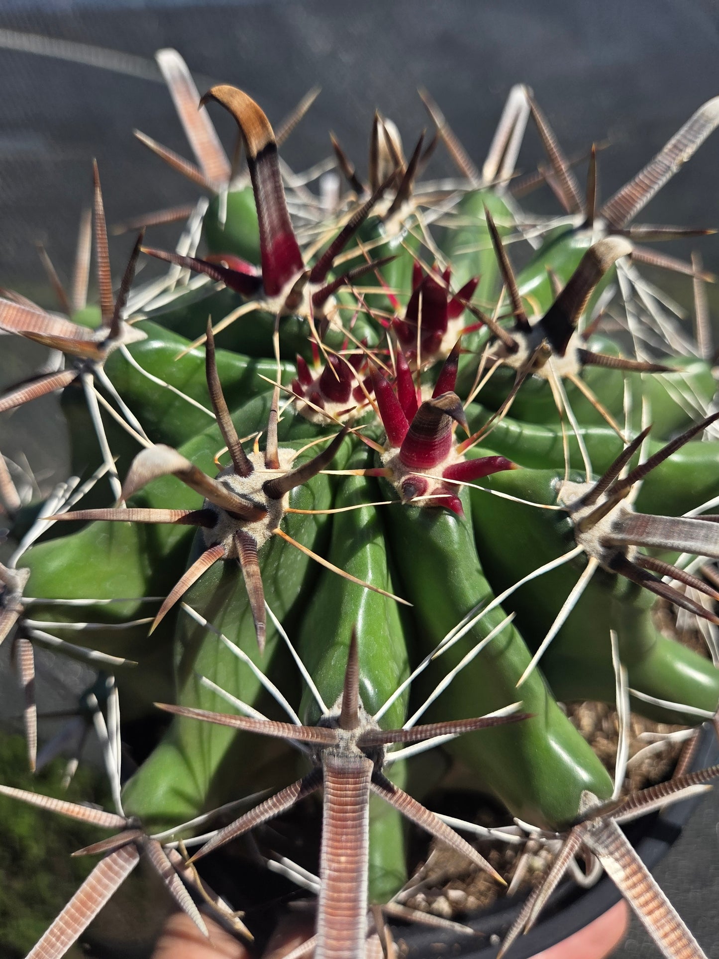 Fishhook Barrel Cactus "Ferocactus Wislizeni" (1 Gal. Pot)