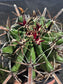 Fishhook Barrel Cactus "Ferocactus Wislizeni" (1 Gal. Pot)