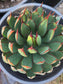 Mangave Praying Hands (3 Gal. Pot)