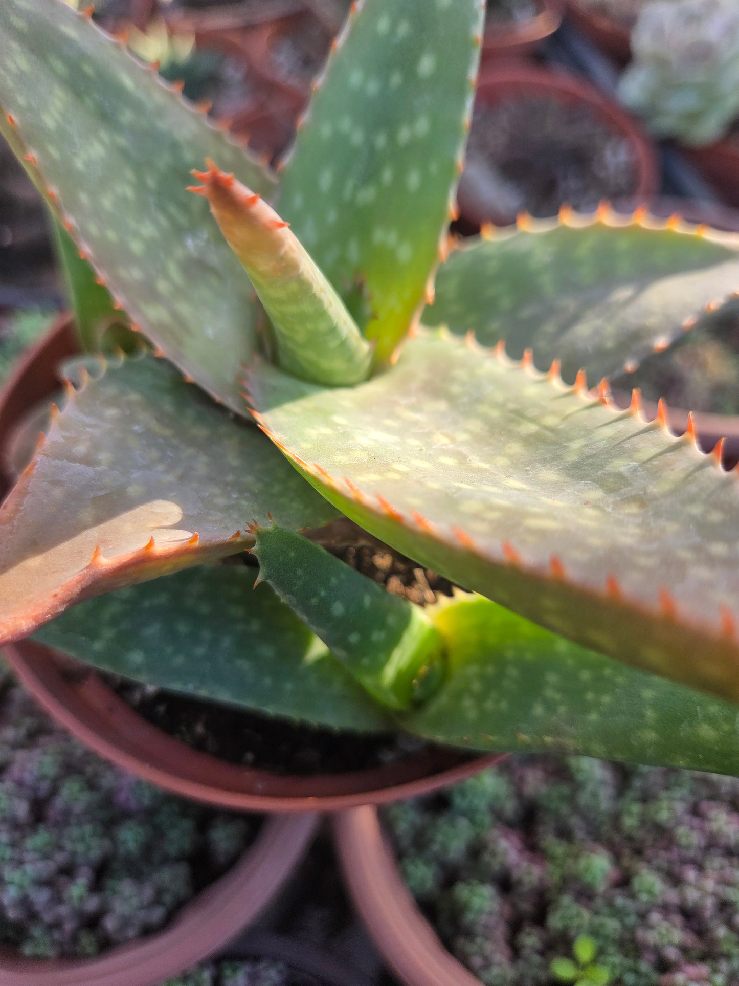 Aloe Saponaria or Aloe Maculata (4" pot)