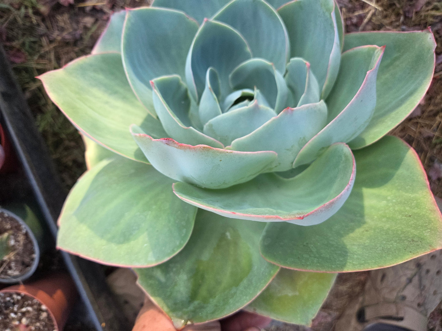 Echeveria Lotus (3 Gal. Pot)