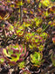 Aeonium Arboreum Atropurpureum (3 rossetas in each 4" pot)
