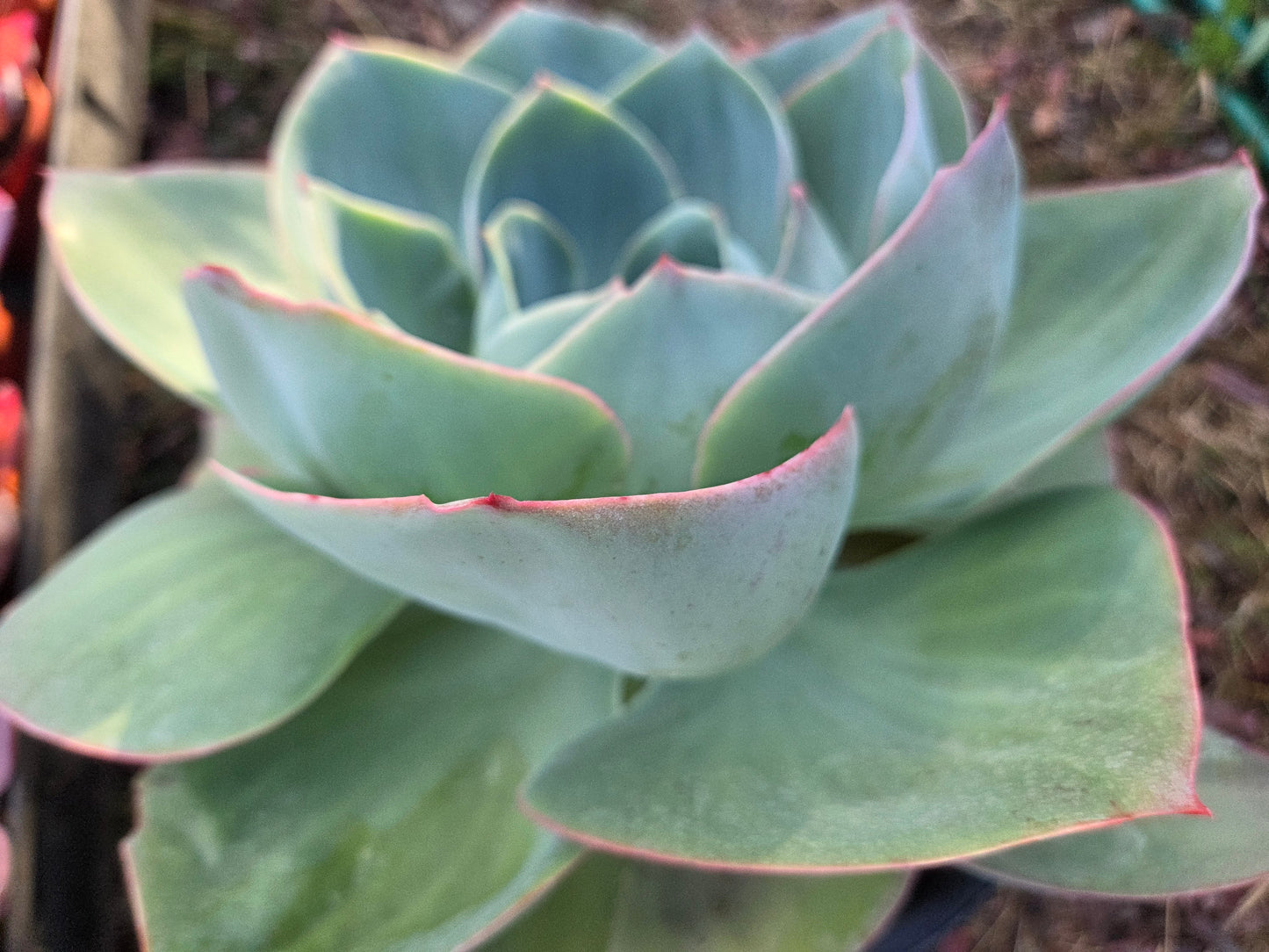 Echeveria Lotus (3 Gal. Pot)