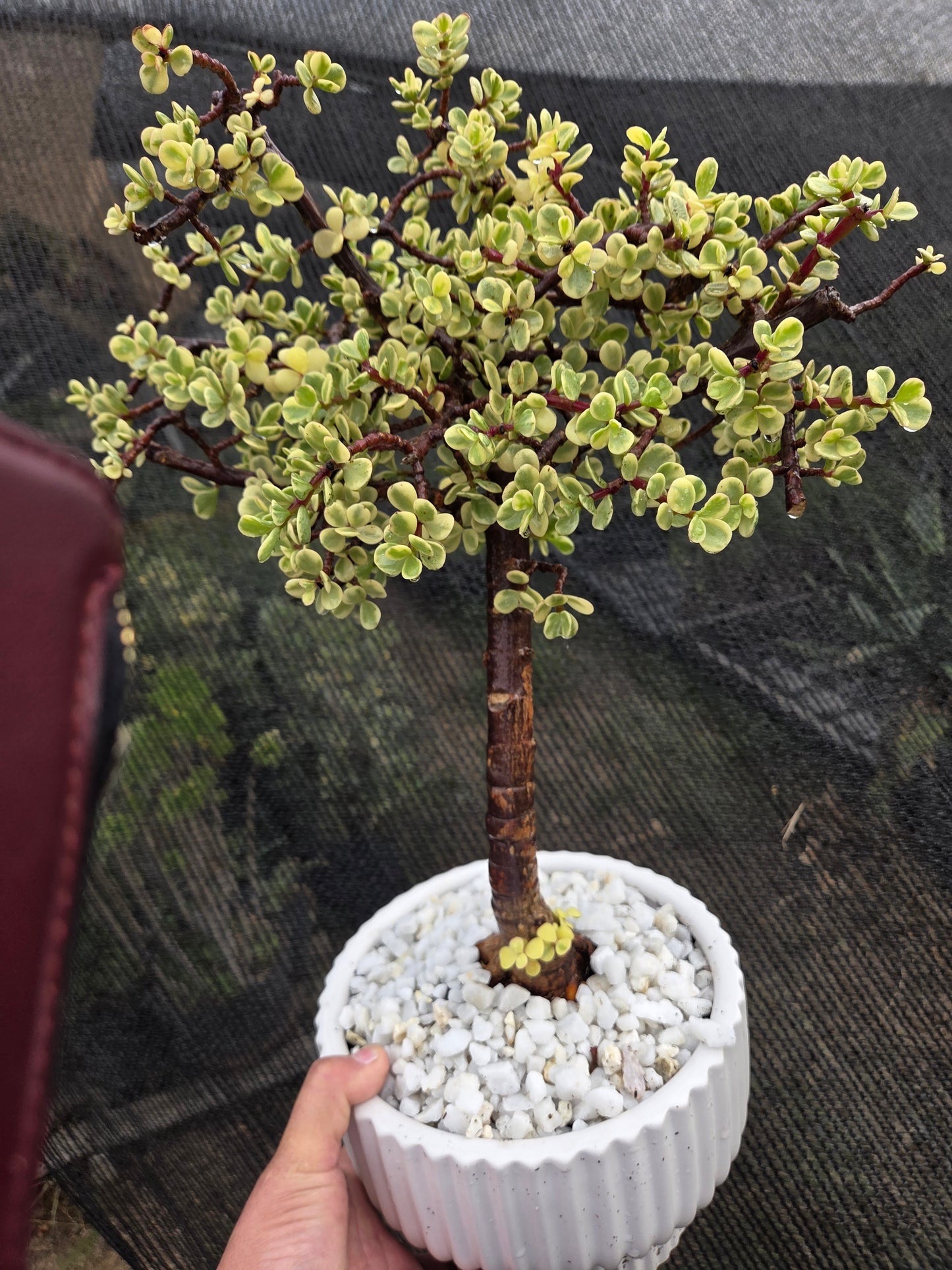 Portulacaria Afra Variegated Tree " Variegated Elephant Bush Tree" Bonsai Tree