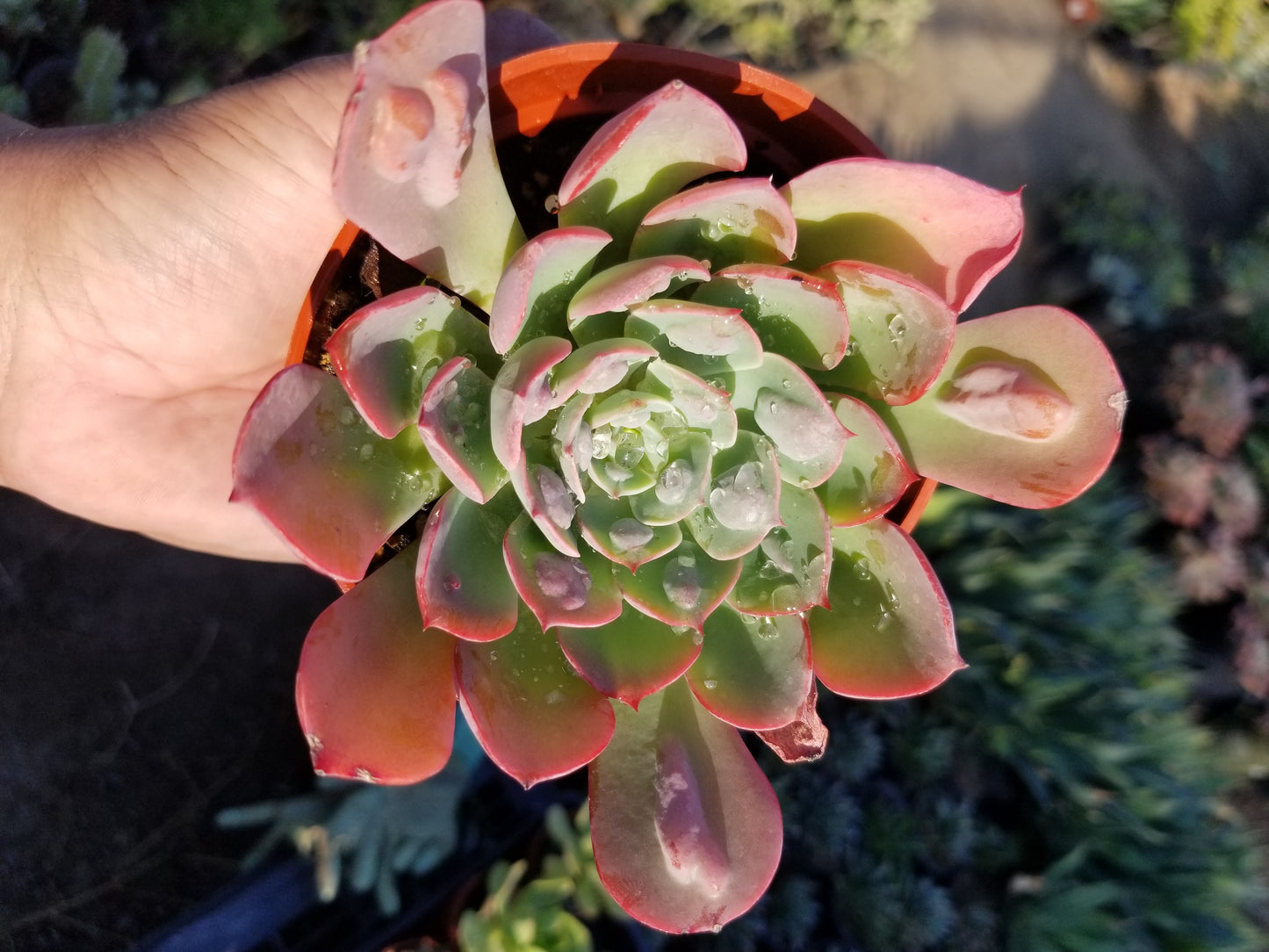 4" Echeveria Raindrops