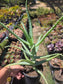 Aloe Arborenscens