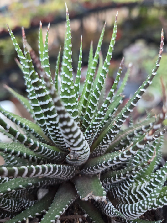 Haworthia Fasciata Zebra (4" pot)