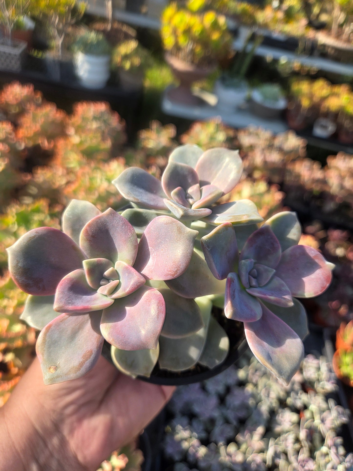 Graptopetalum Purple Delight