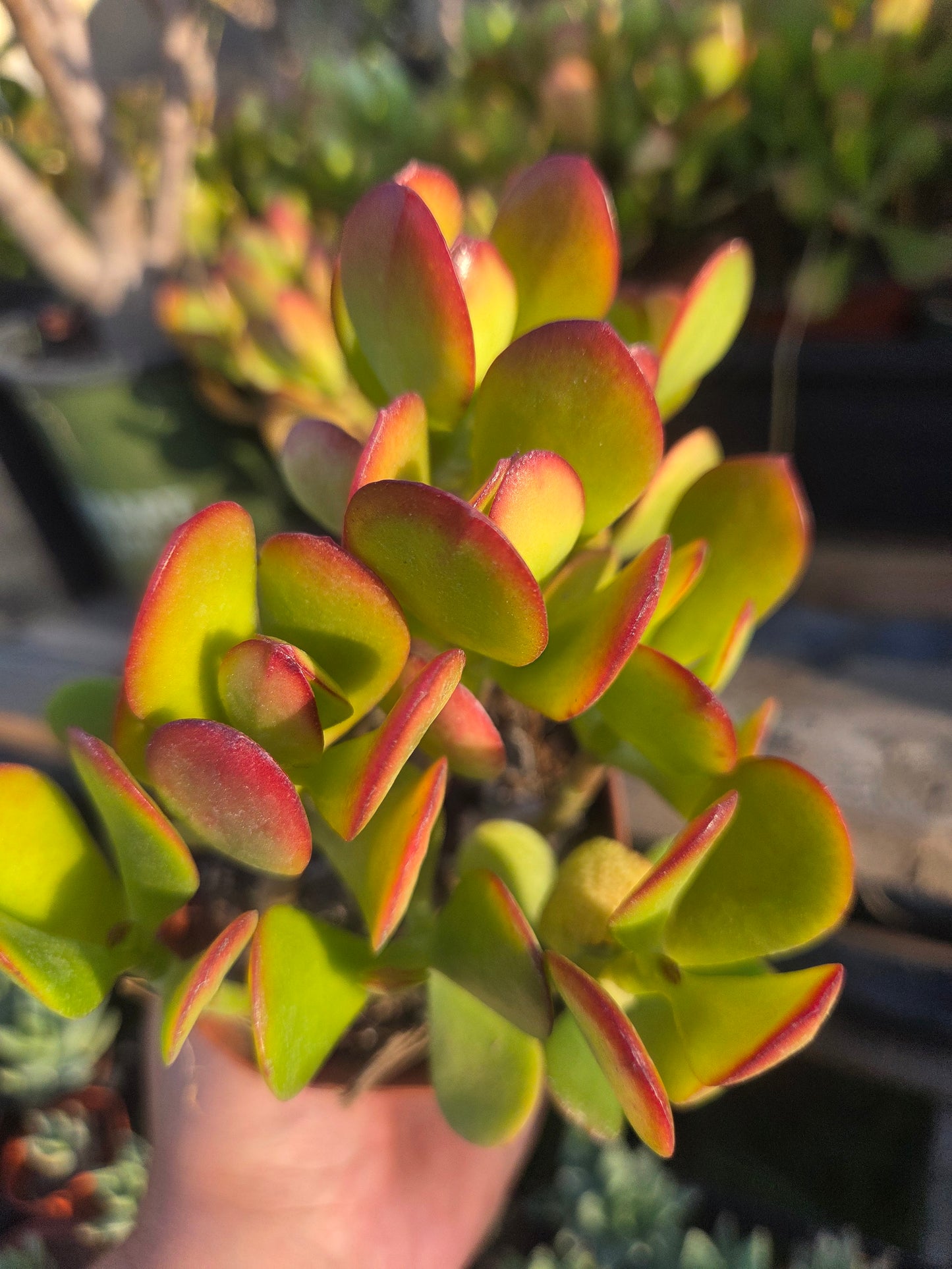 Crassula Ovata Jade (4"pot)