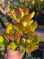 Crassula Ovata Jade (4"pot)