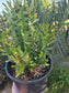 Euphorbia Royleana (1 Gal. Pot)