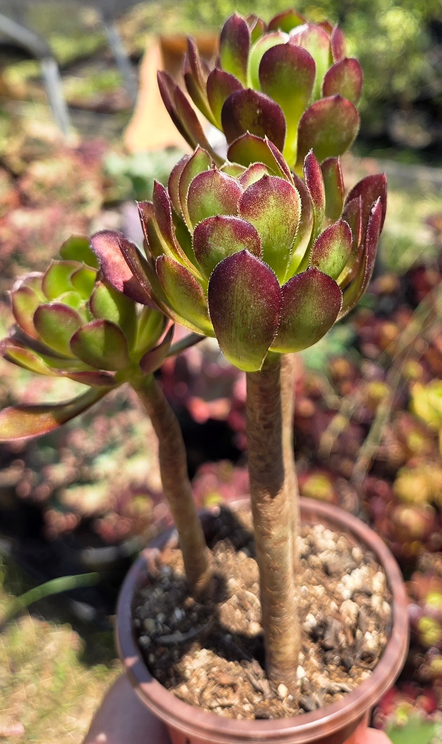 Aeonium Arboreum Atropurpureum (3 rossetas in each 4" pot)