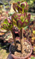 Aeonium Arboreum Atropurpureum (3 rossetas in each 4" pot)