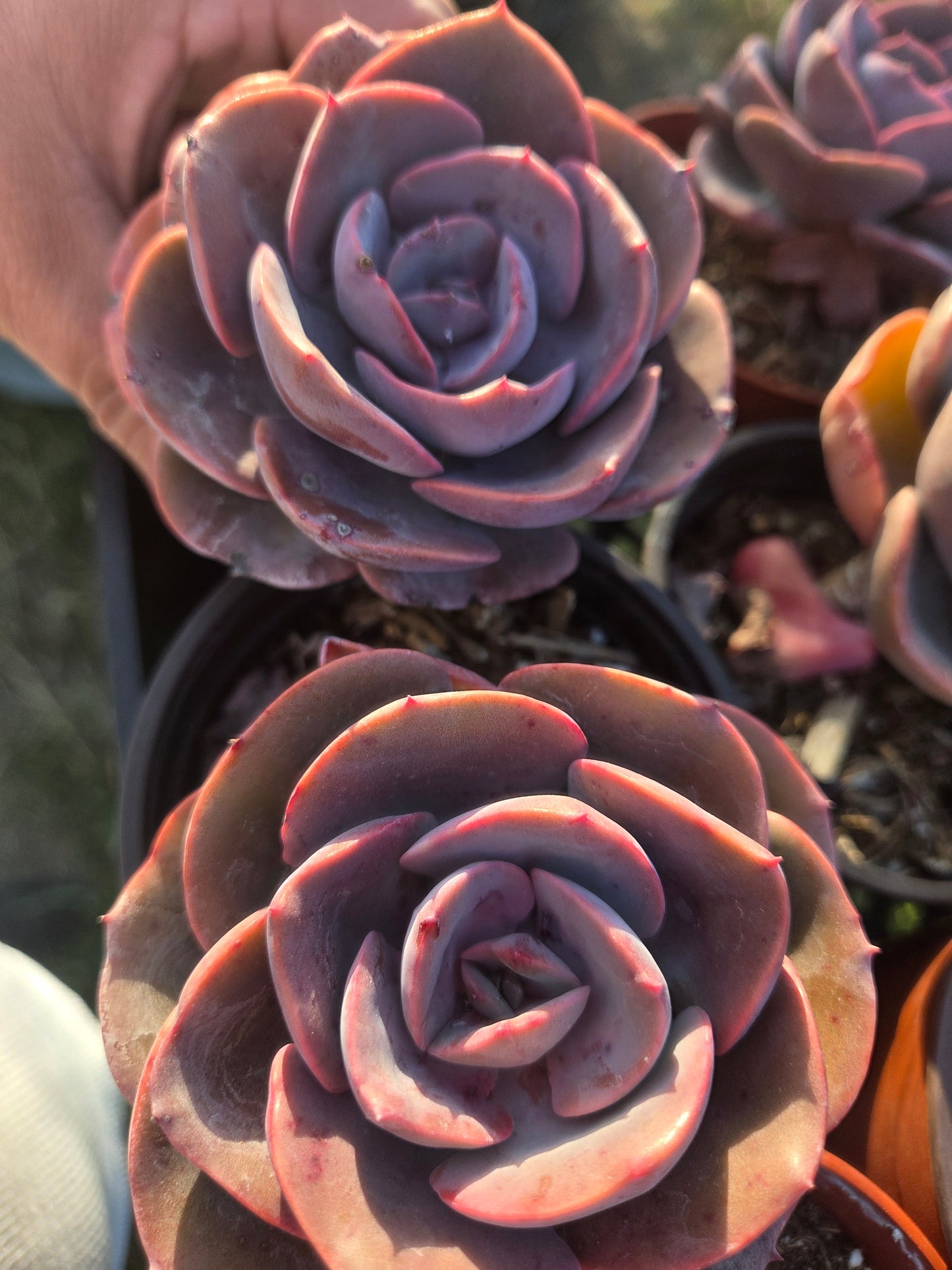 Echeveria Dusty Rose (4" pot) Succulent Plant