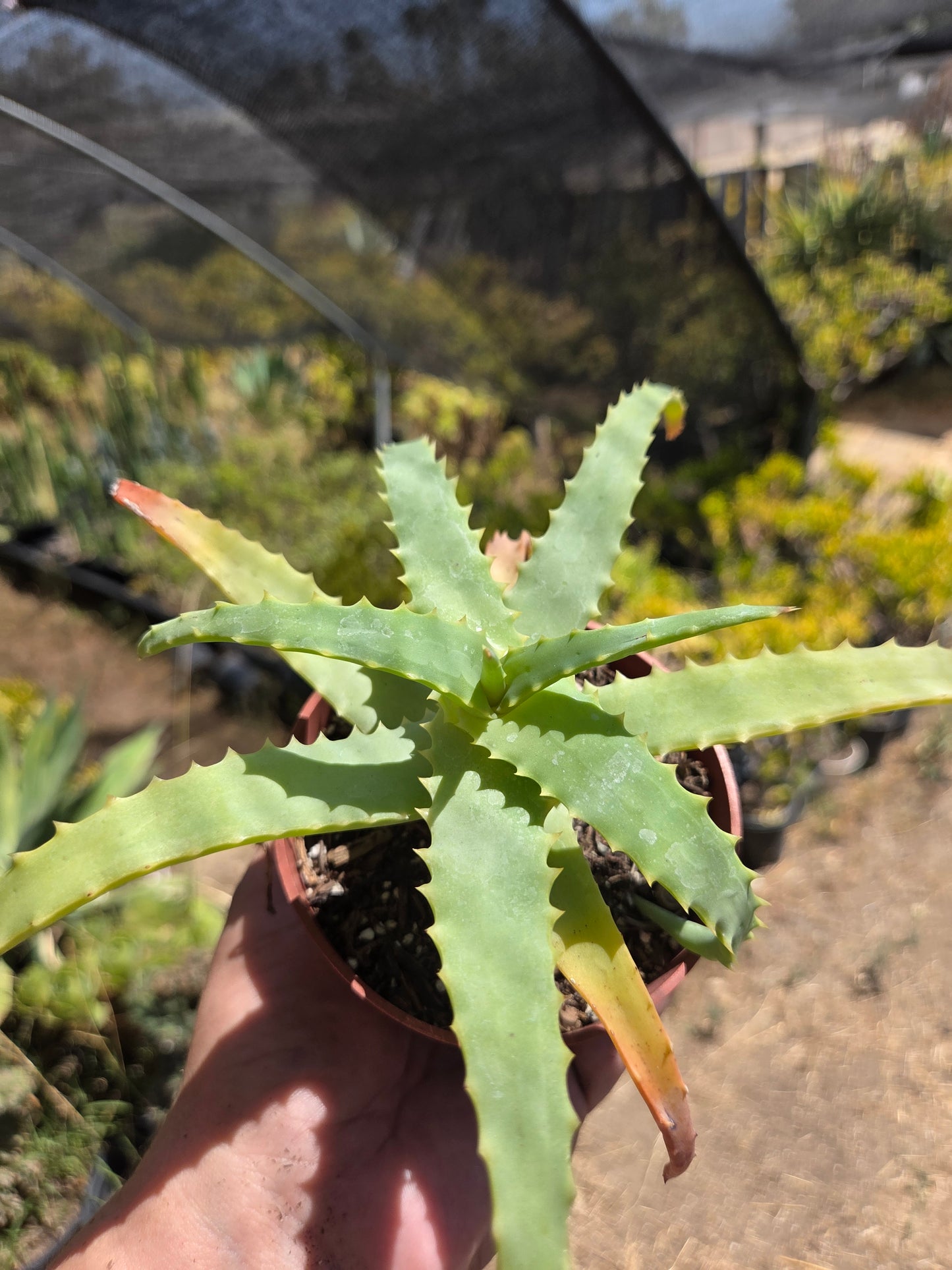 Aloe Arborenscens (4" pot)