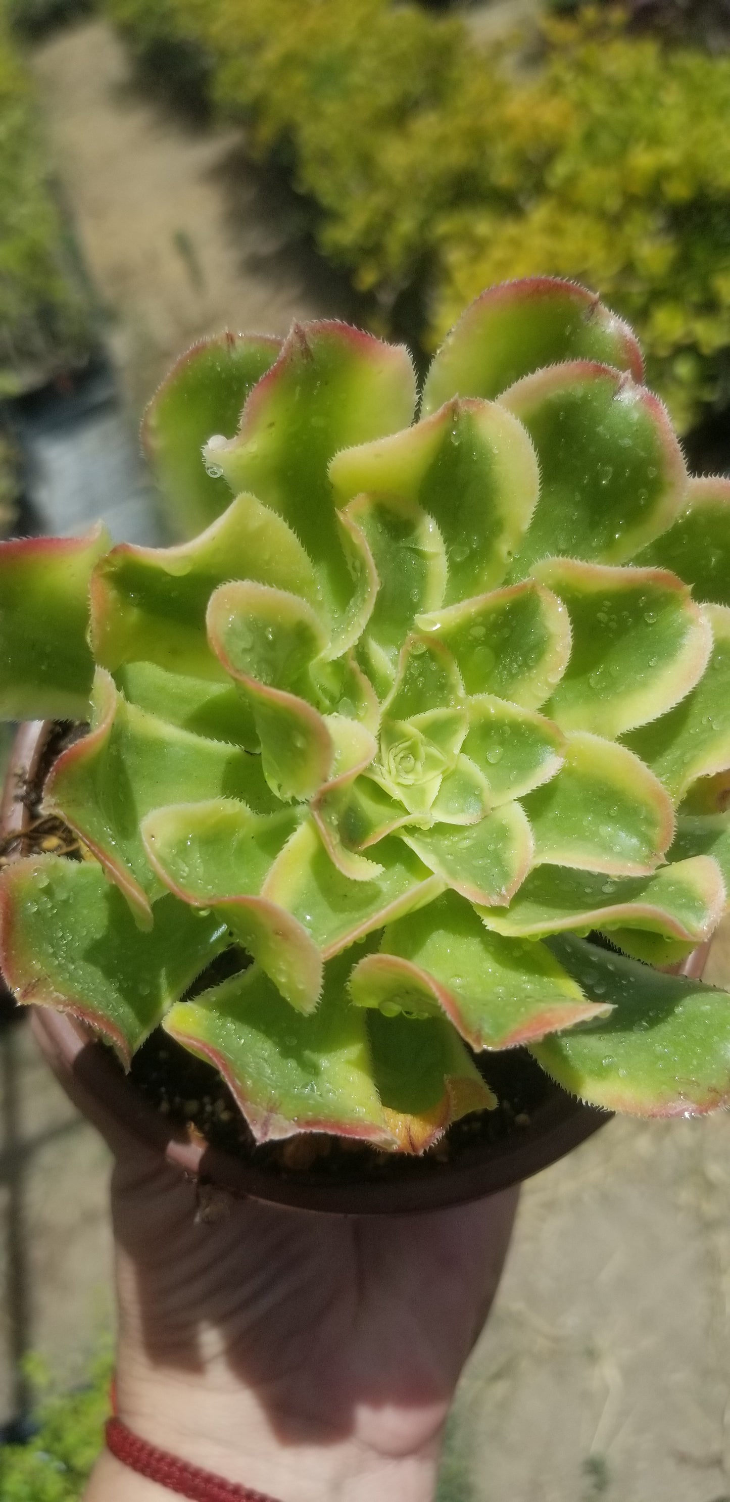 Aeonium Luteovariegatum (4"Pot)