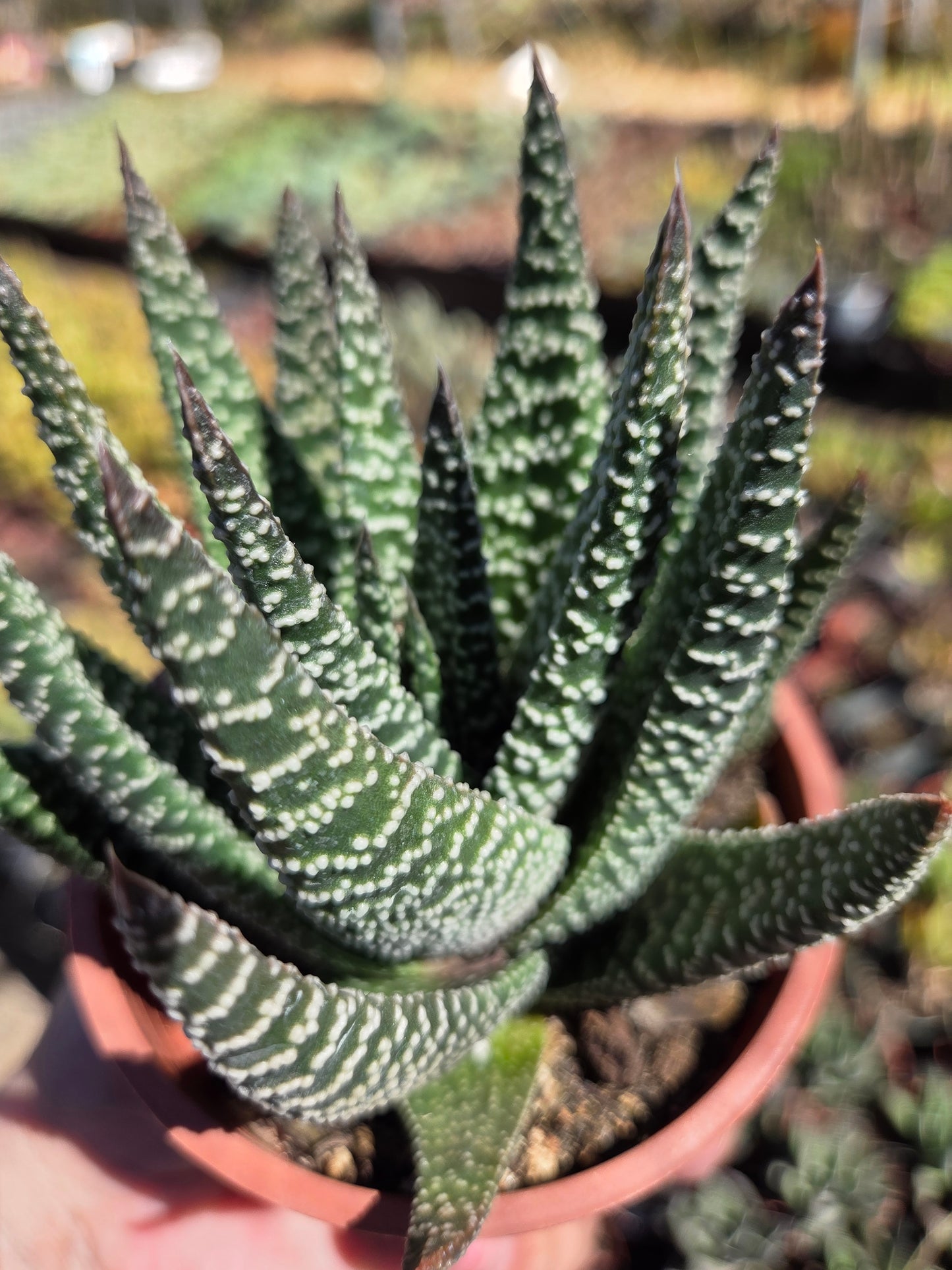 Gasteria Okabanga (4" Pot) Succulent Plant