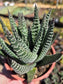 Gasteria Okabanga (4" Pot) Succulent Plant