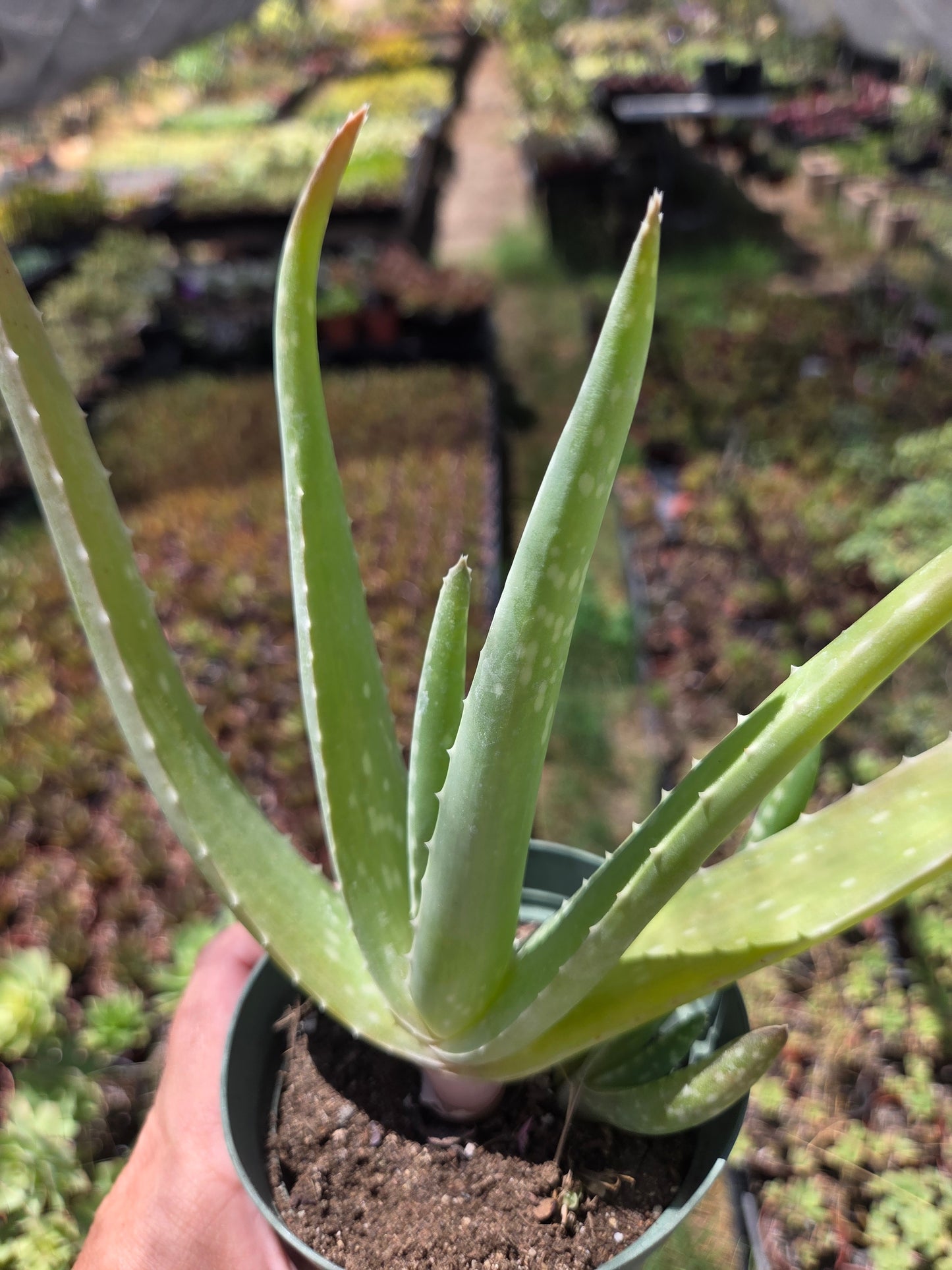 Aloe Vera plant (4" pot) Succulent plant
