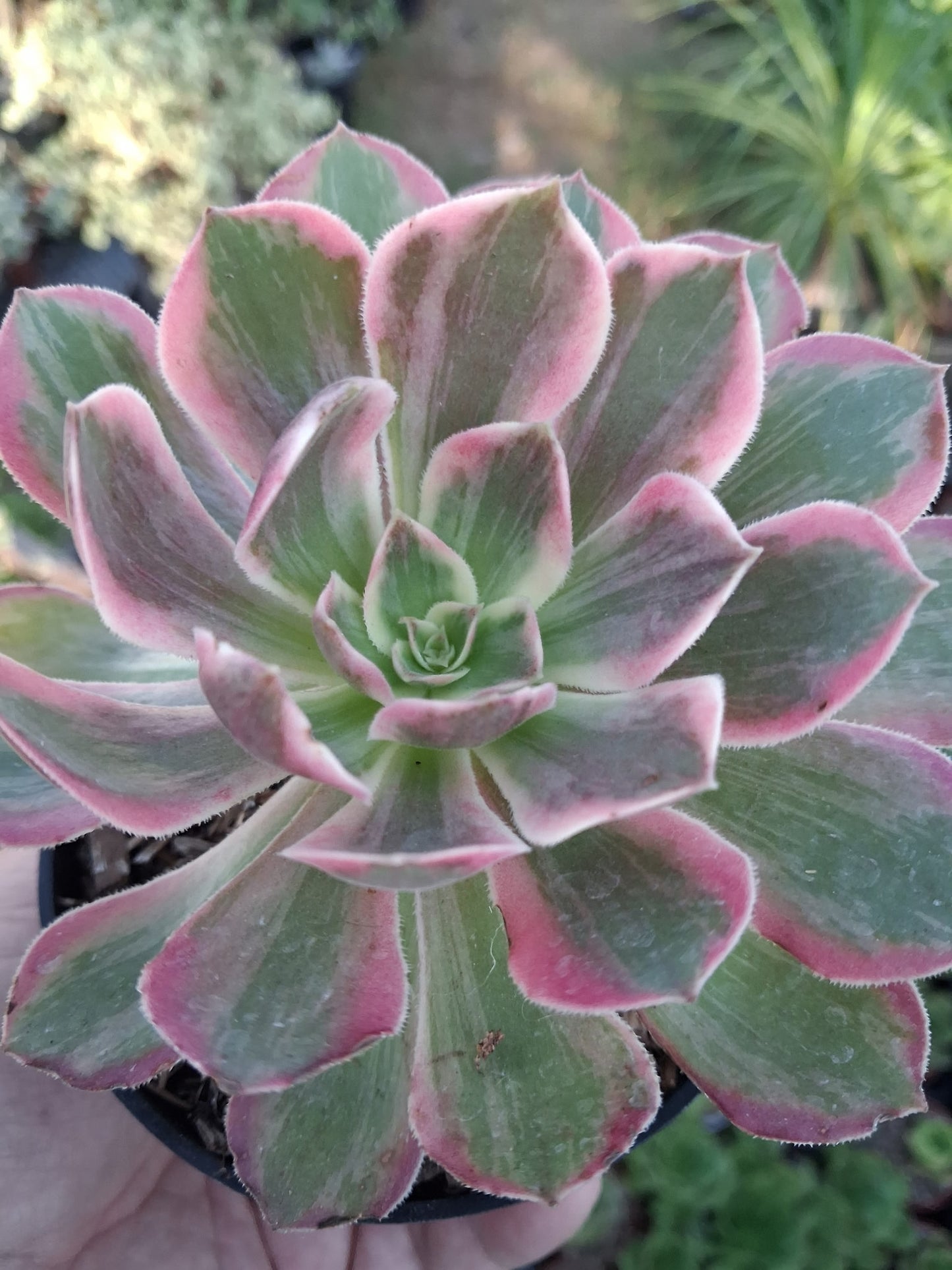 Aeonium Pink Lady (4" pot)