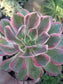 Aeonium Pink Lady (4" pot)
