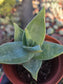 Aloe Striata Hybrid (4" pot)