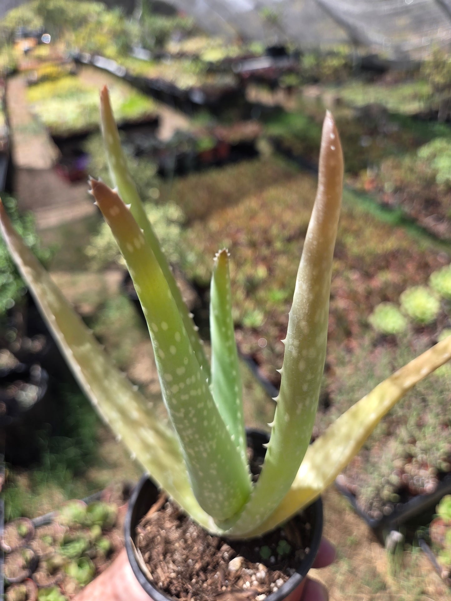 Aloe Vera plant (4" pot) Succulent plant