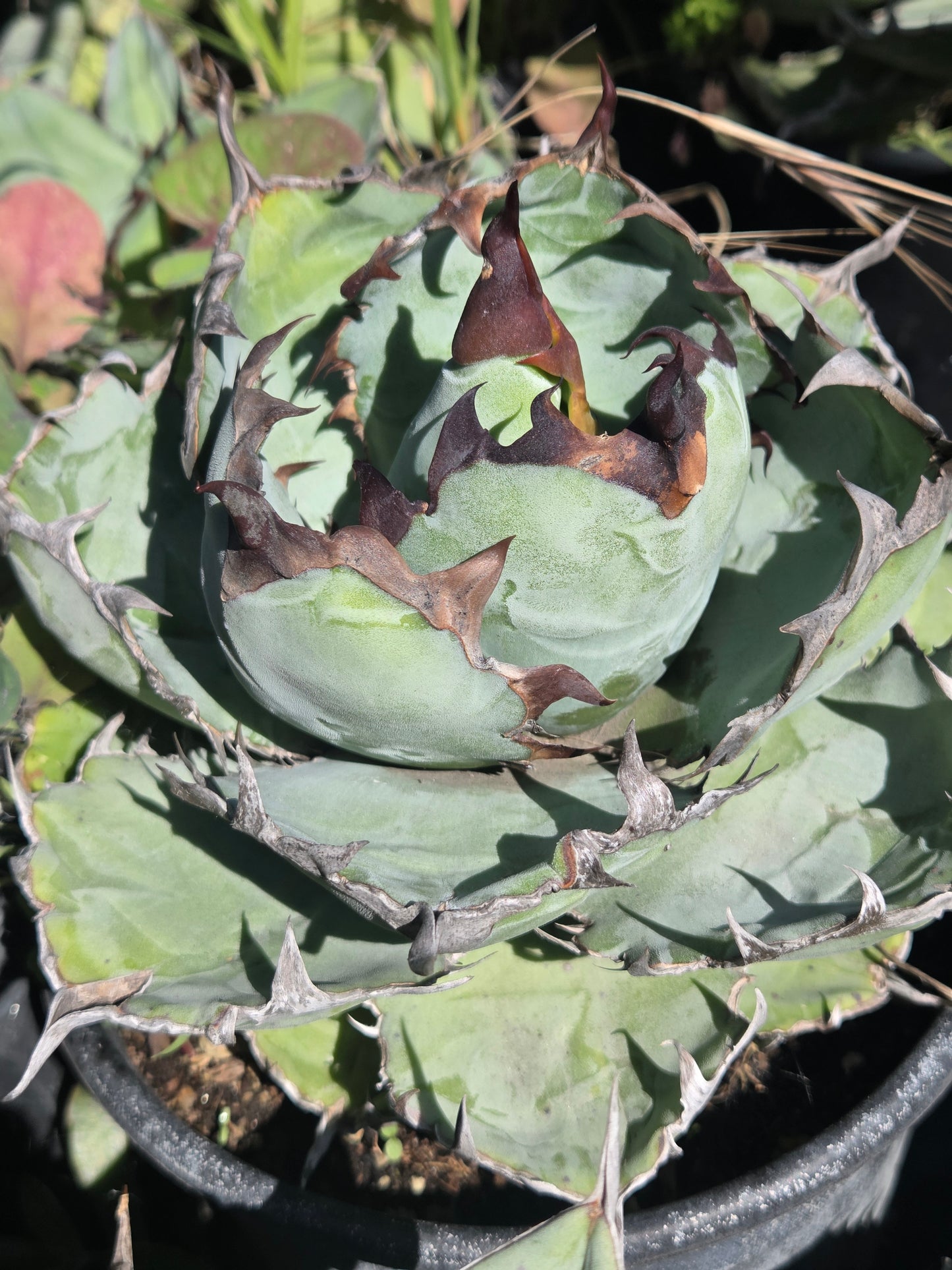Agave Titanota "Black and Blue"
