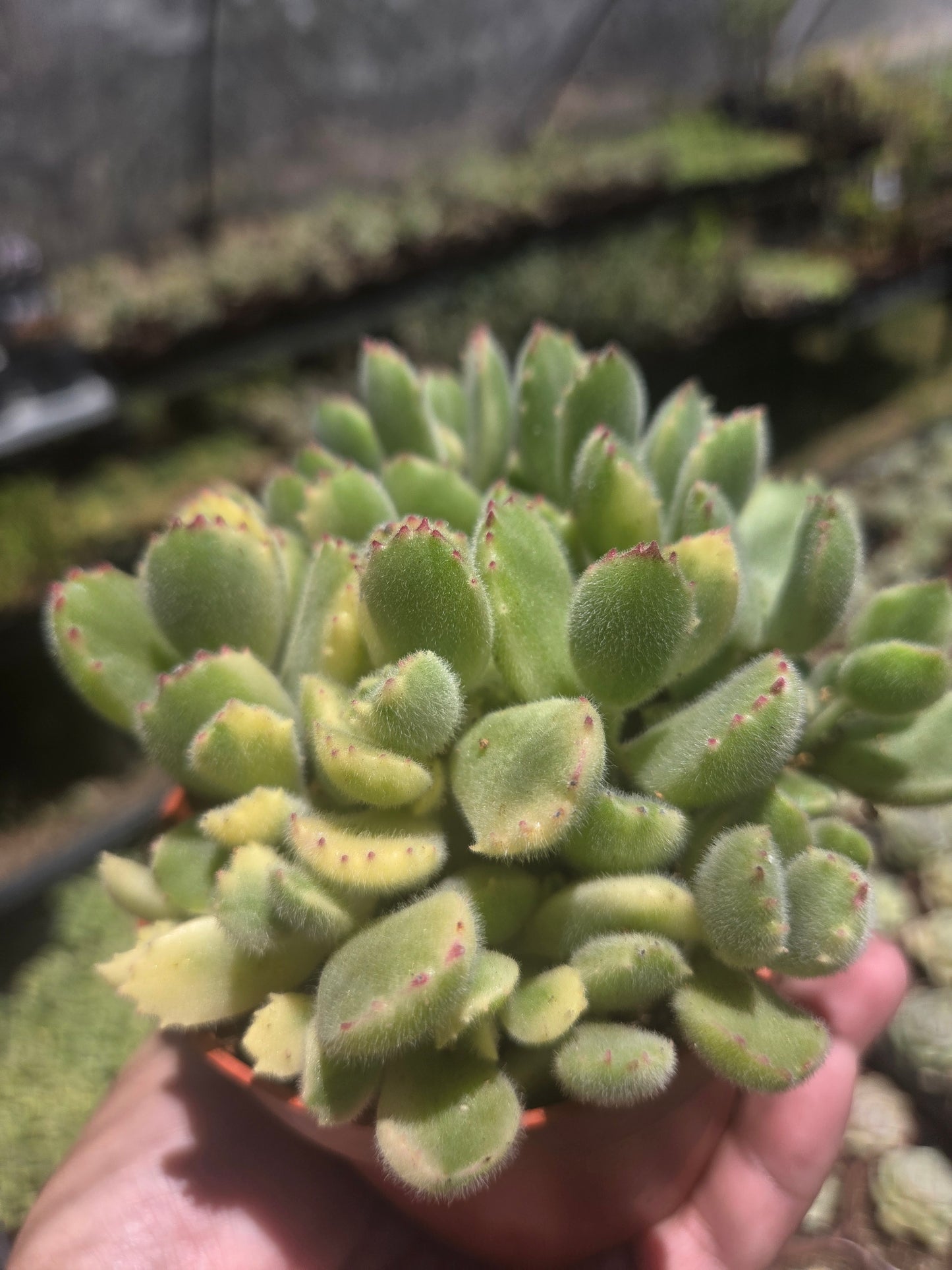 Variegated Cotyledon Tomentosa "Variegated Bear's Paw" (4" Pot)
