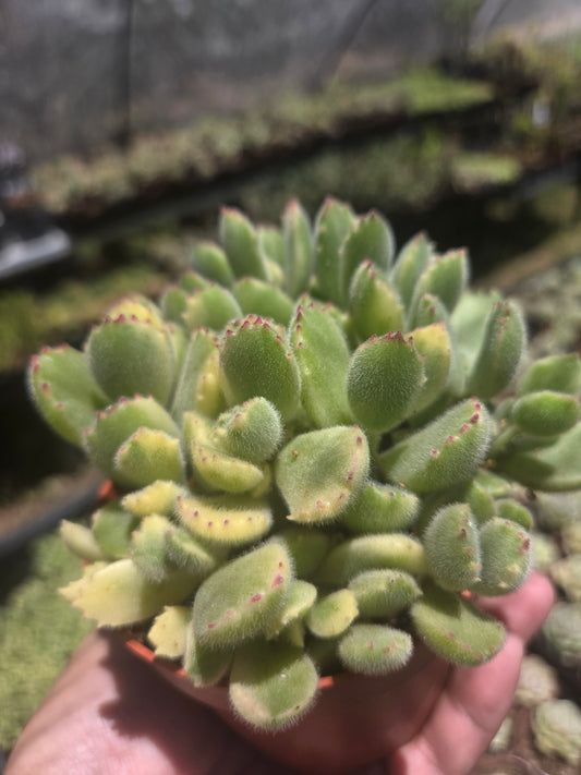 Variegated Cotyledon Tomentosa "Variegated Bear's Paw" (4" Pot)