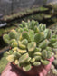 Variegated Cotyledon Tomentosa "Variegated Bear's Paw" (4" Pot)