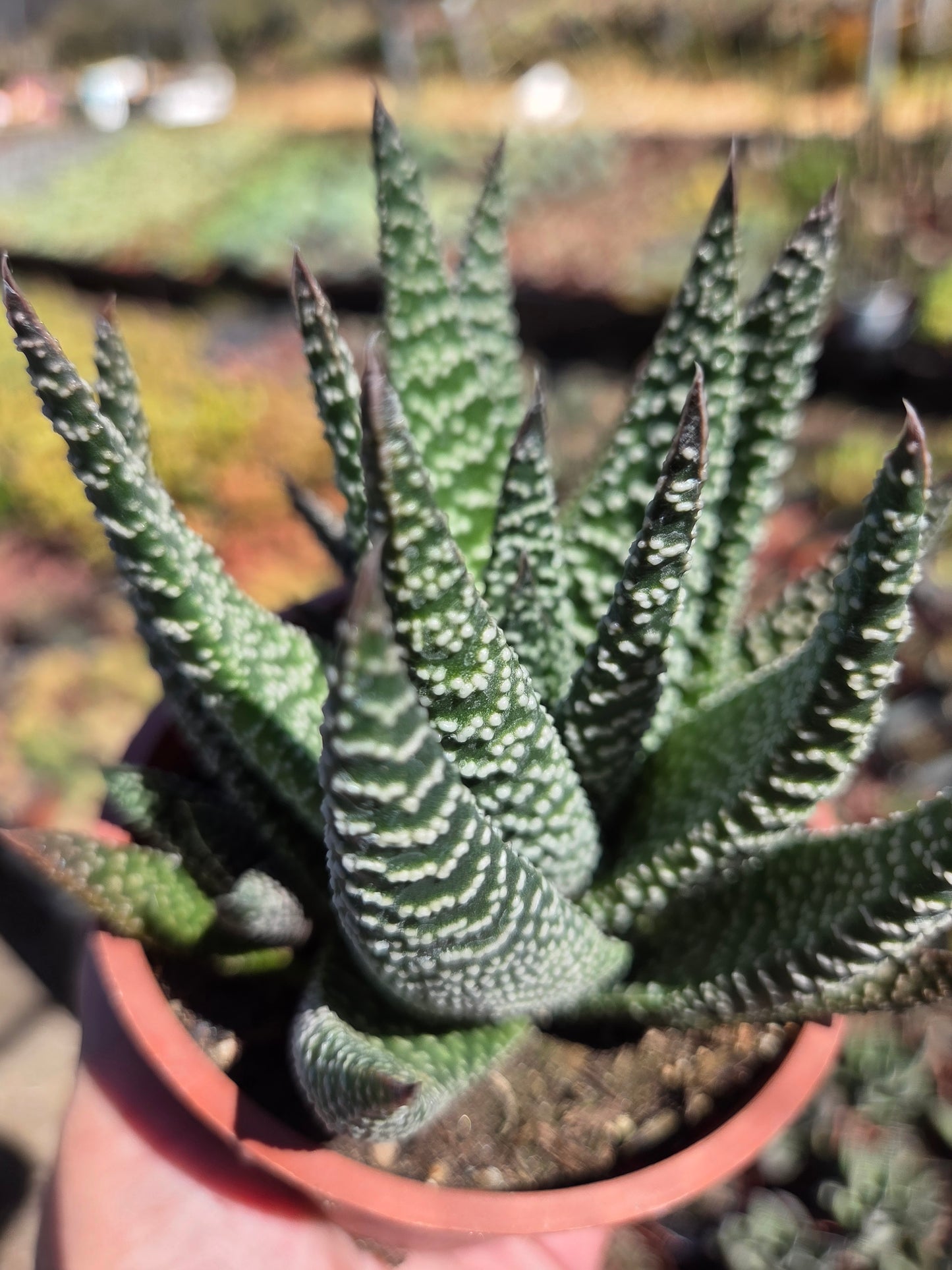 Gasteria Okabanga (4" Pot) Succulent Plant