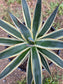 Agave Blue Glow Variegated, Agave Snow Glow (5 Gal. Pot)