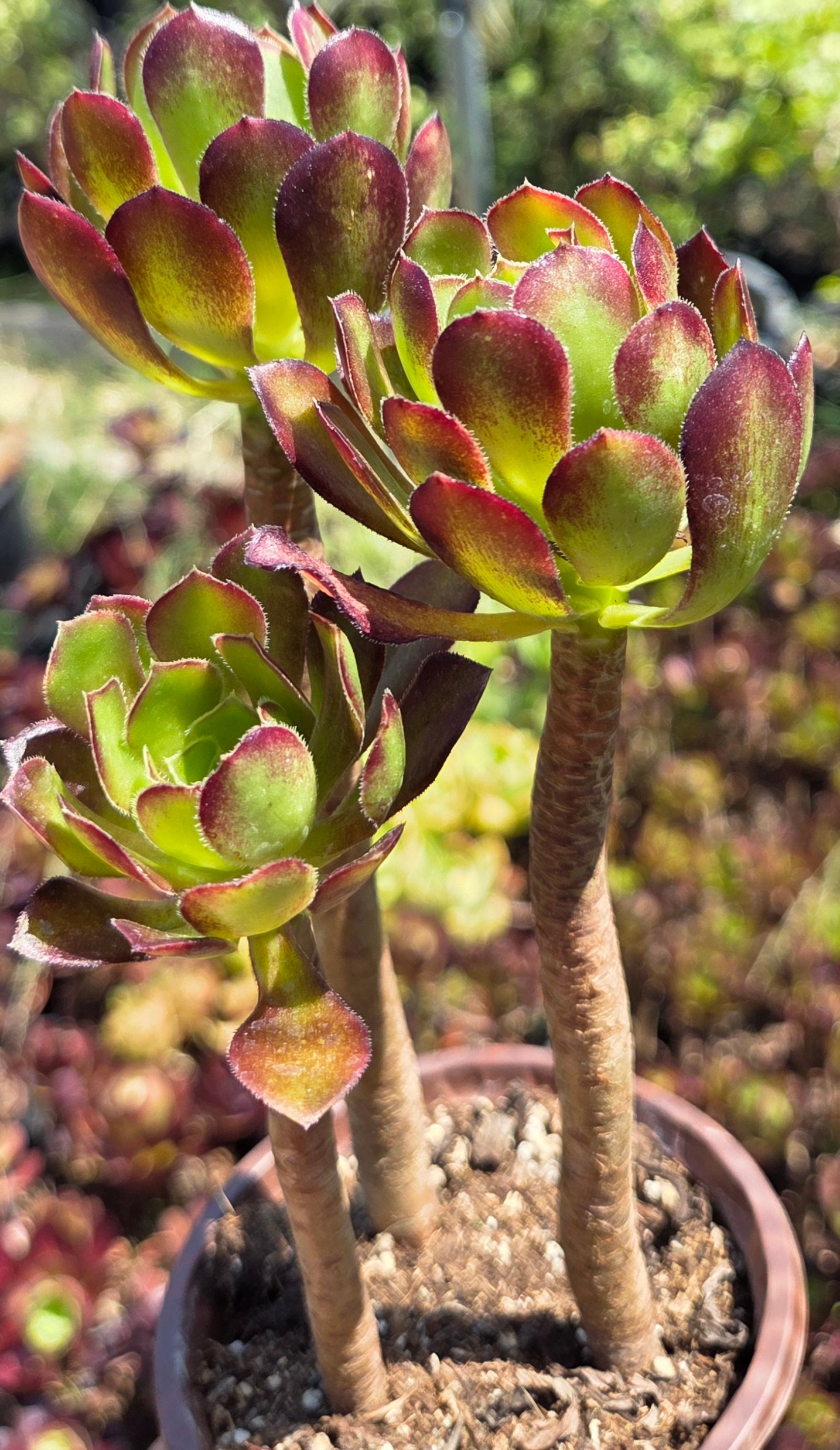 Aeonium Arboreum Atropurpureum (3 rossetas in each 4" pot)