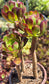 Aeonium Arboreum Atropurpureum (3 rossetas in each 4" pot)