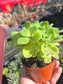 Plectranthus Tomentosa "Vicks plants" (4" pot)
