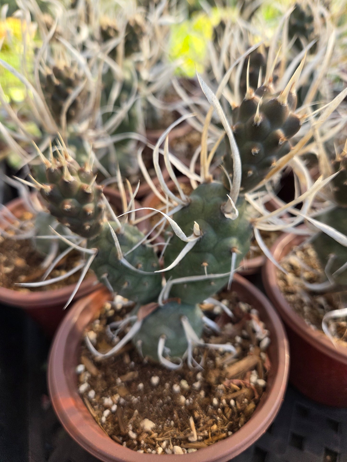 Paper Spine Cactus "Tephrocactus Articulatus" (4" pot)