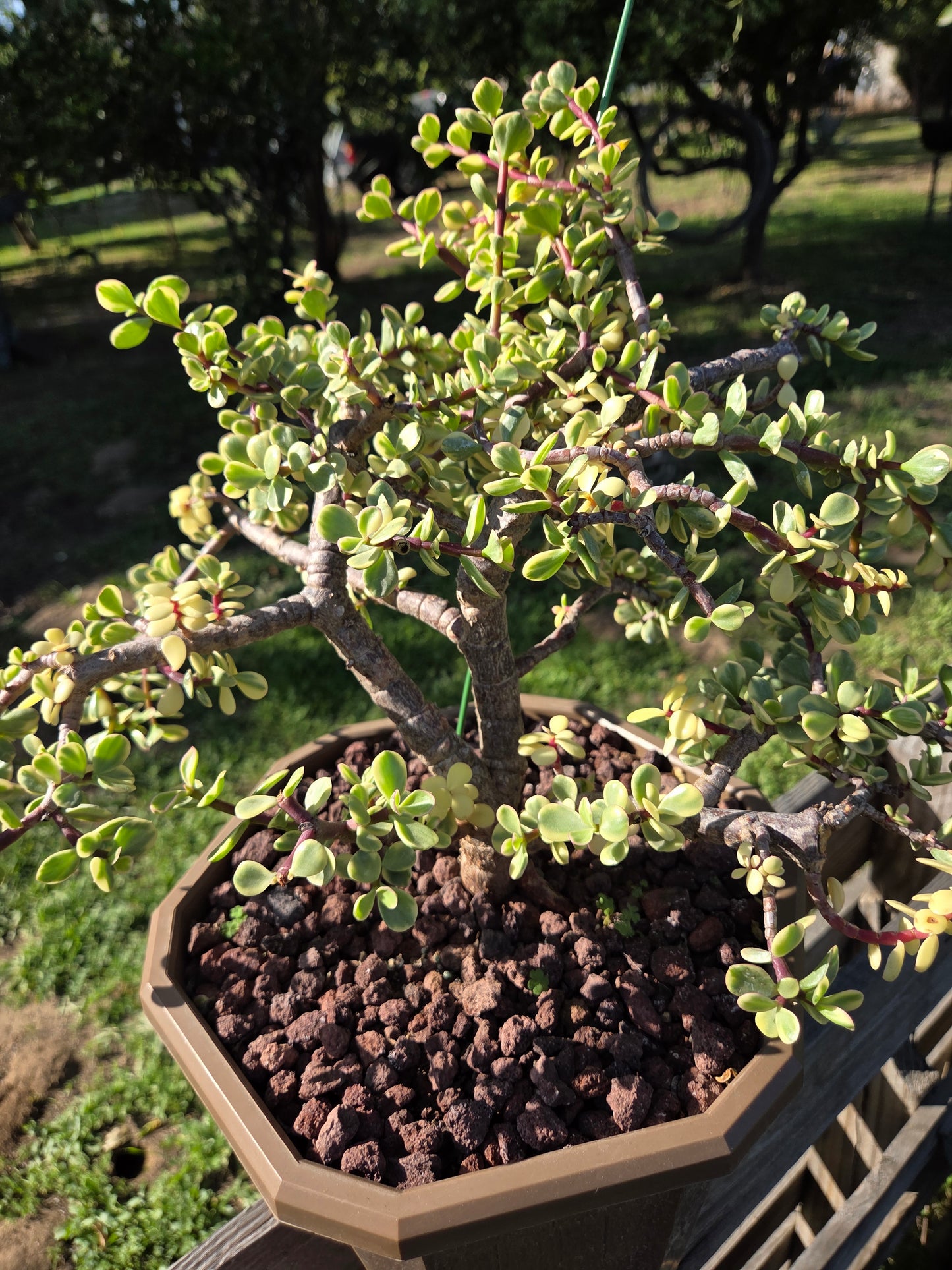 Portulacaria Afra Variegated Tree " Variegated Elephant Bush Tree" Bonsai Tree