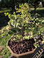 Portulacaria Afra Variegated Tree " Variegated Elephant Bush Tree" Bonsai Tree