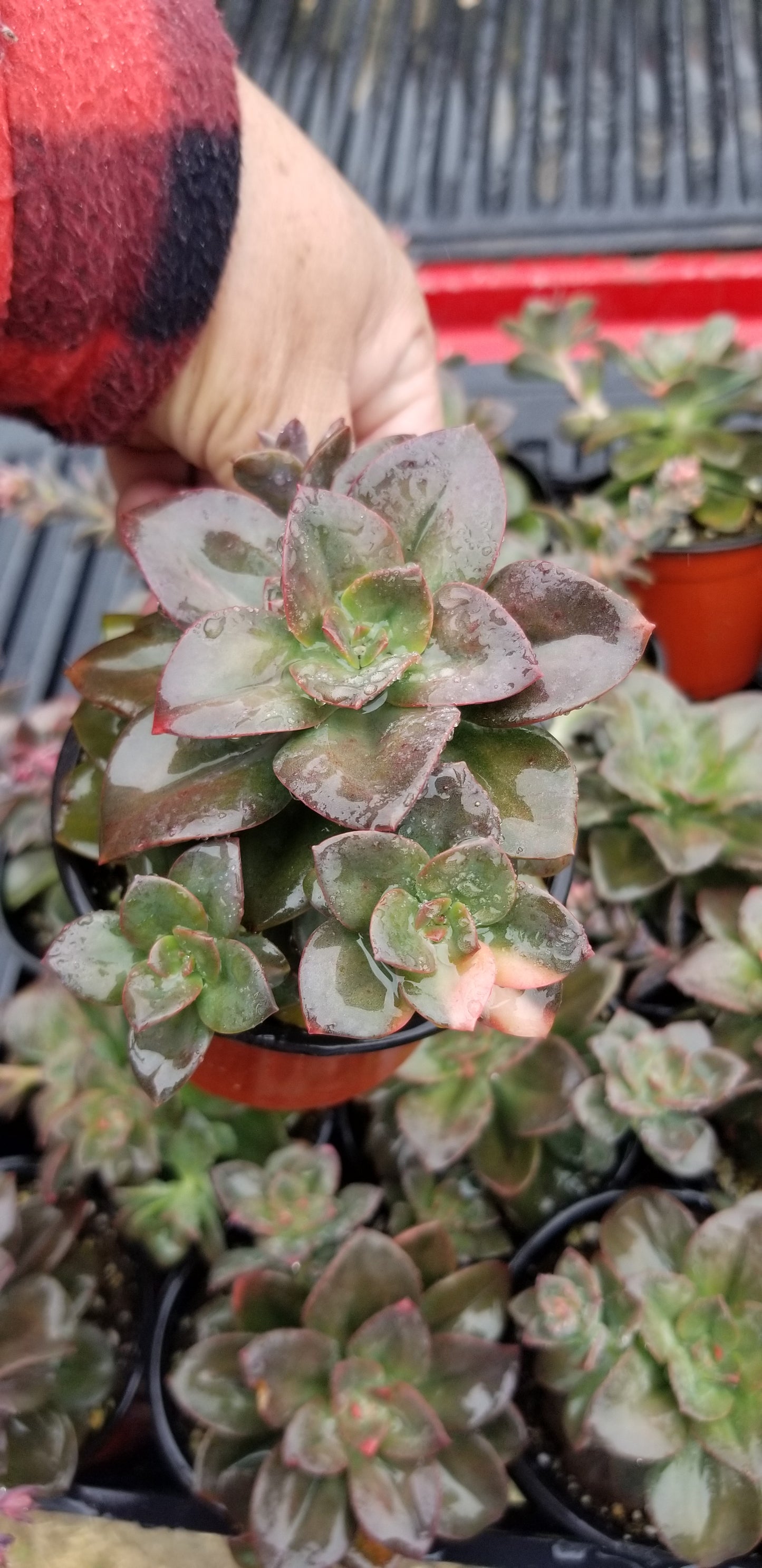 Echeveria Croma (4" pot) Succulent plant