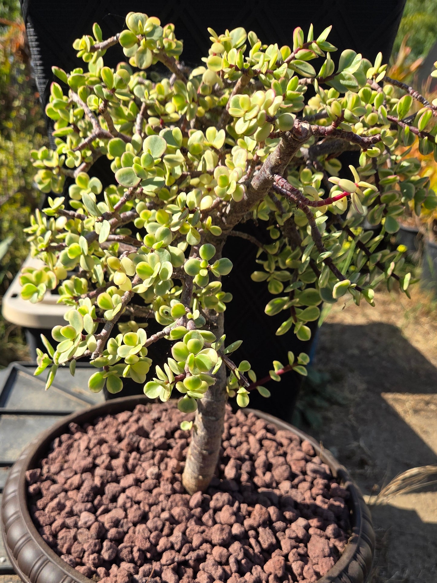 Portulacaria Afra Variegated Tree " Variegated Elephant Bush Tree" Bonsai Tree