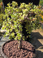 Portulacaria Afra Variegated Tree " Variegated Elephant Bush Tree" Bonsai Tree