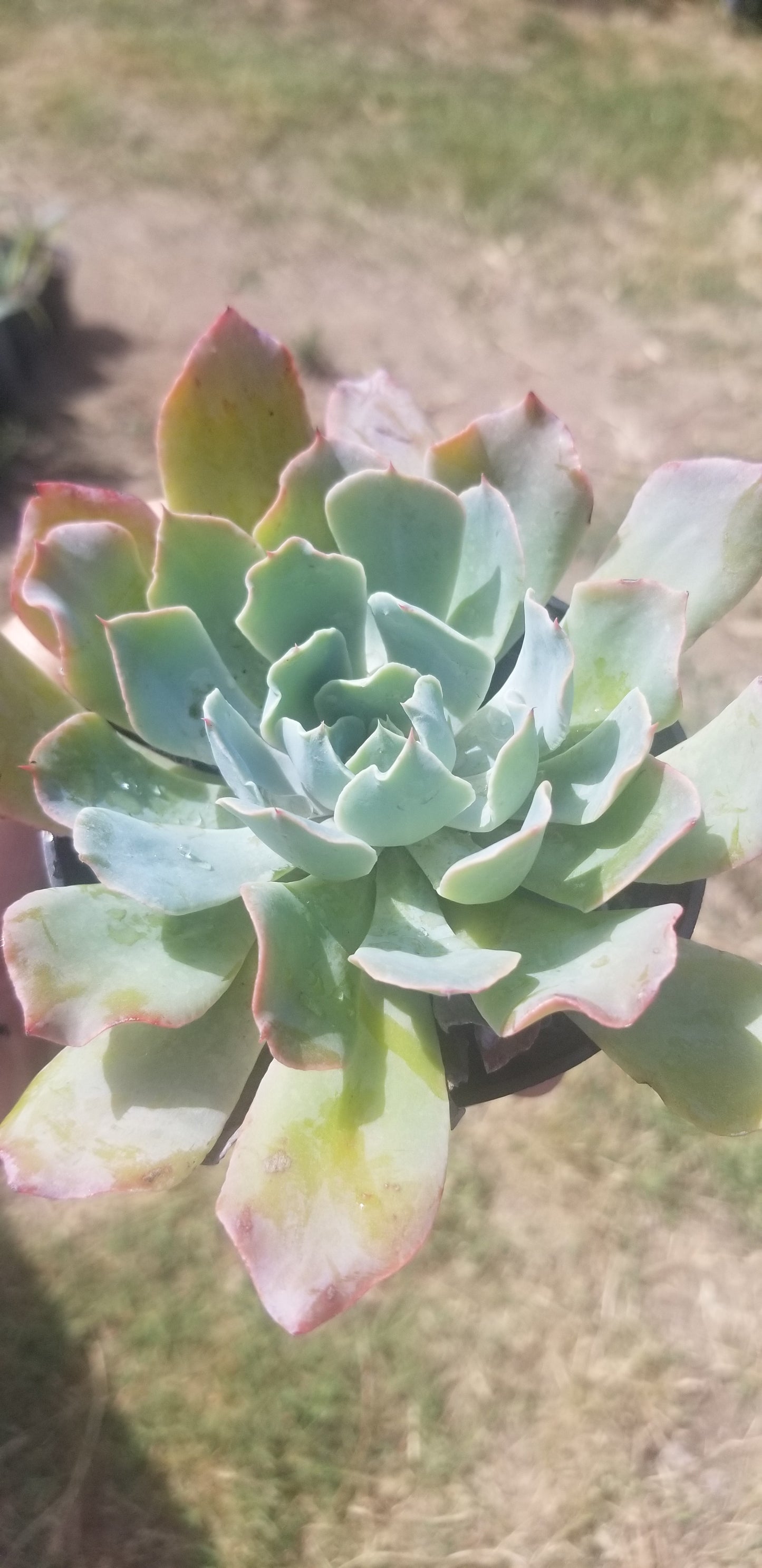 4" Echeveria Blue Frills