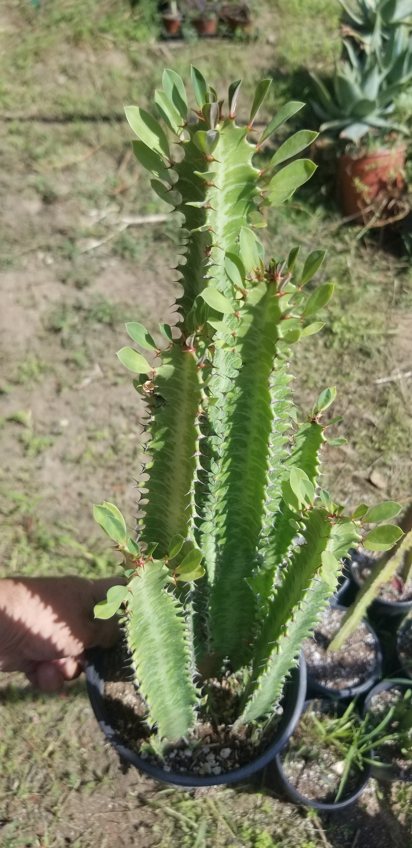 Euphorbia Trigona "African Milk Tree" (1 Gal. Pot)