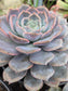 Echeveria Orion (1 gal. Pot) Succulent plant