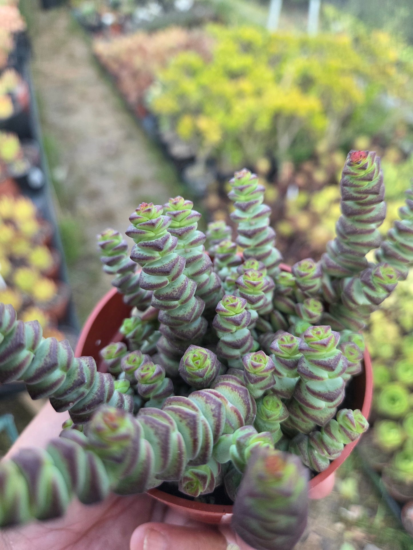 Crassula Marnieriana "Baby Neckles" (4" pot) Succulent plant