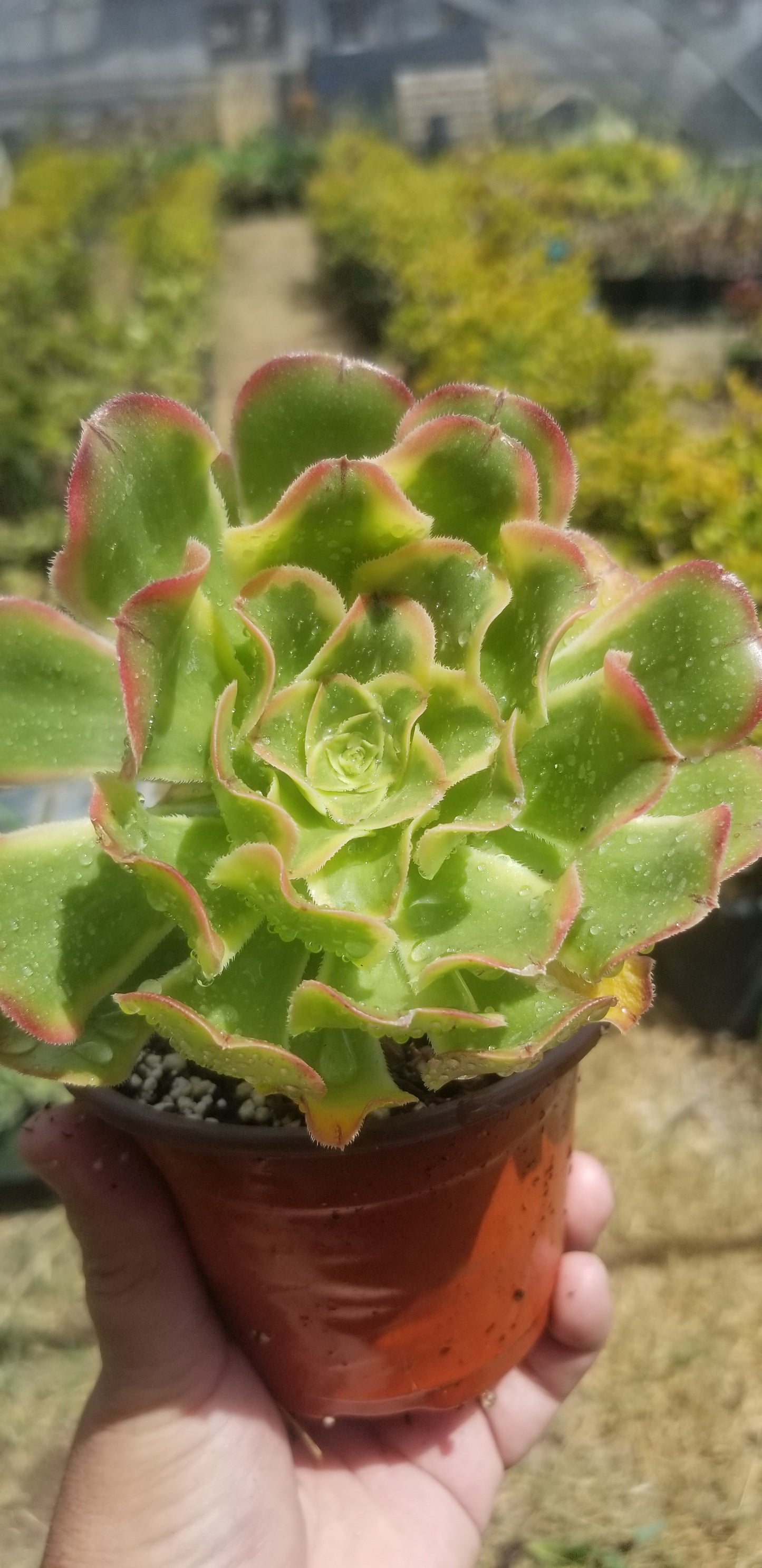 Aeonium Luteovariegatum (4"Pot)