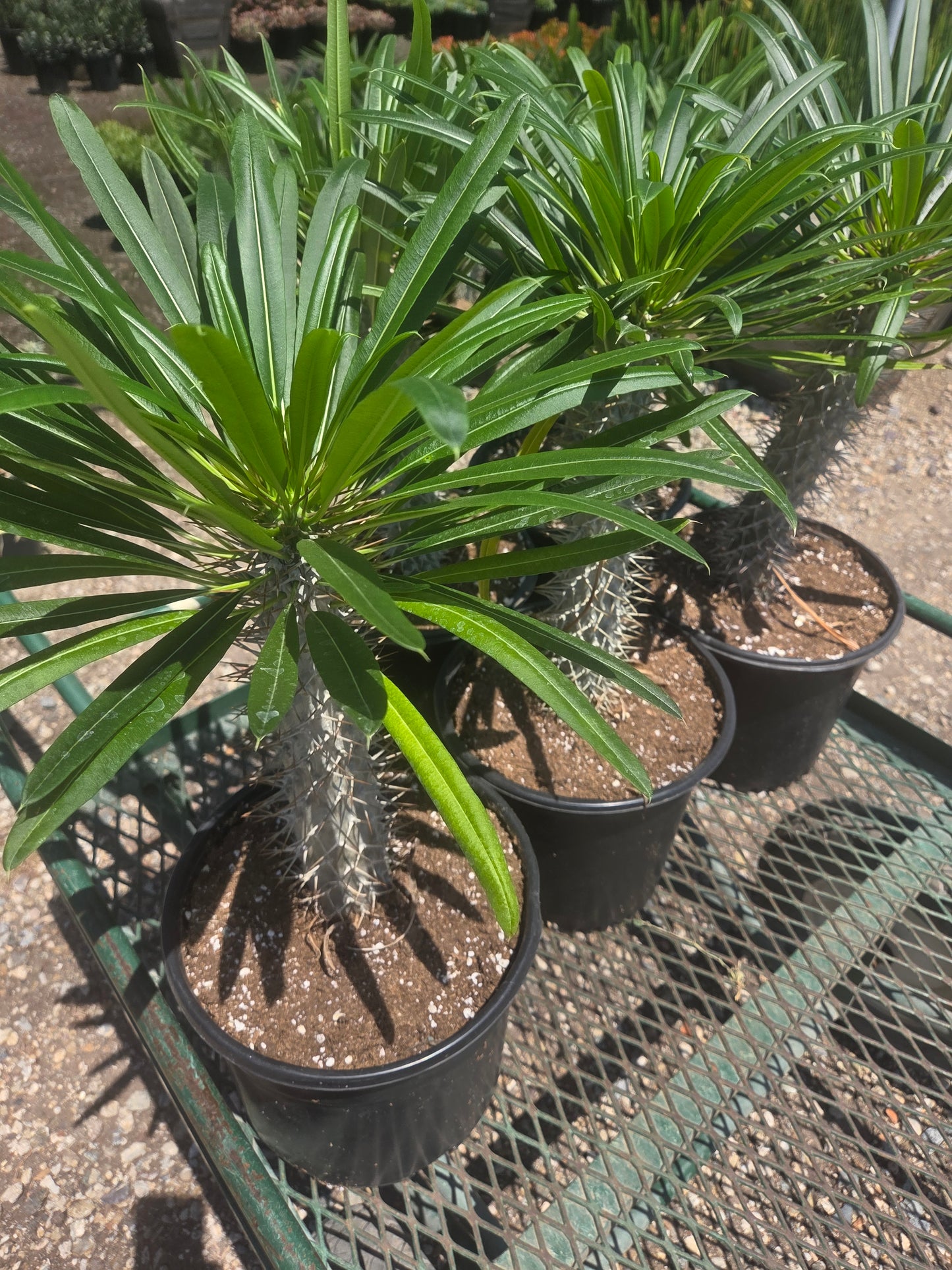 Madagascar Palm "Pachypodium Lamerei" (5 Gal. Pot)