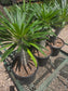 Madagascar Palm "Pachypodium Lamerei" (5 Gal. Pot)